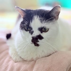 Meet your Posher, Karen